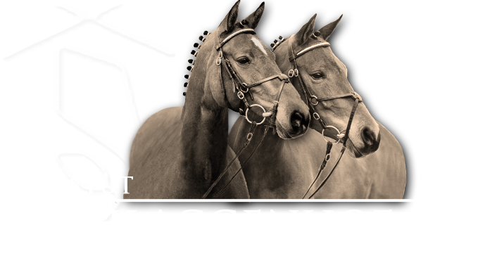 Herzlichen Willkommen beim Gest�t Schlaggenhof
